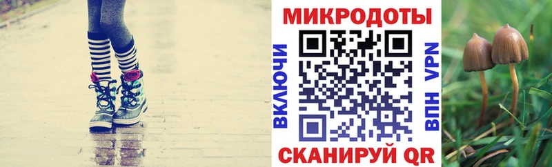 Псилоцибиновые грибы Cubensis Купить закладки Калининград